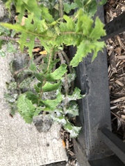 Golovinomyces sonchicola