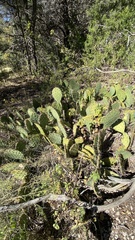 Opuntia dulcis