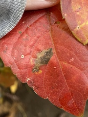 Phyllocnistis ampelopsiella