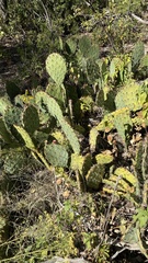 Opuntia dulcis