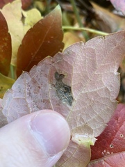 Phyllocnistis ampelopsiella