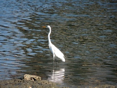 Ardea alba