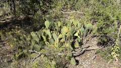 Opuntia dulcis