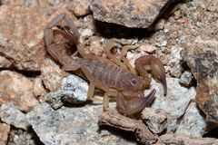 Kochius hirsuticauda