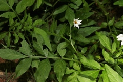 Solanum jamesii