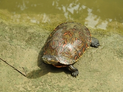 Trachemys venusta cataspila
