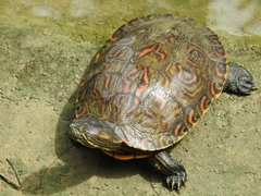 Trachemys venusta cataspila