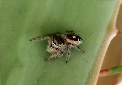 Phidippus cruentus