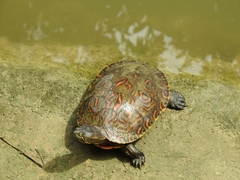 Trachemys venusta cataspila