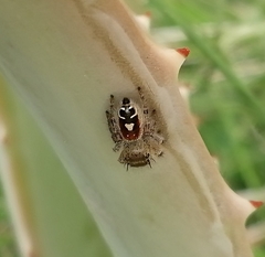 Phidippus cruentus