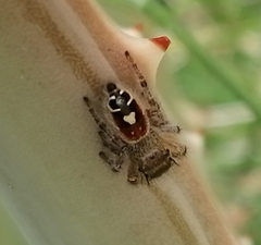 Phidippus cruentus