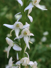 Platanthera dilatata leucostachys