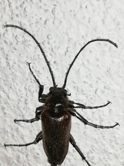 Cebrio