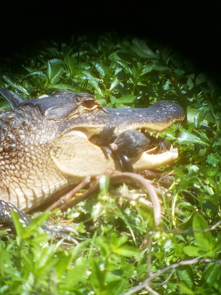 American Alligator from Eufaula, AL, USA on April 01, 2018 at 1124 AM