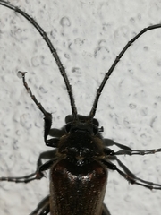 Cebrio