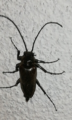 Cebrio