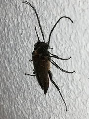 Cebrio