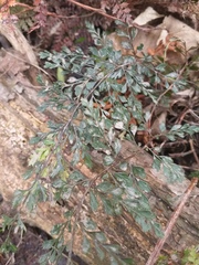 Polystichum vestitum