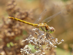 Sympetrum nigrifemur