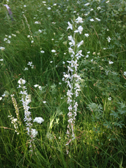 Platanthera dilatata leucostachys