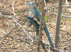 Cnemidophorus splendidus