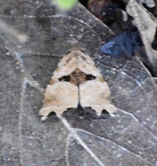 Cobubatha metaspilaris