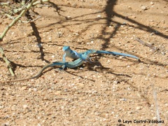 Cnemidophorus splendidus