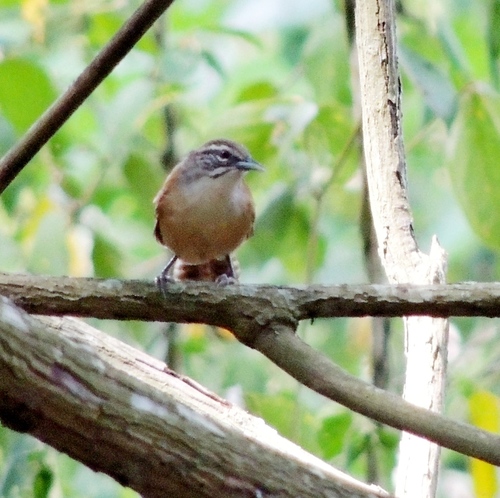 Moustached Wren (Pheugopedius genibarbis), photo 3