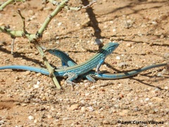 Cnemidophorus splendidus
