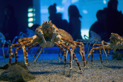 Macrocheira kaempferi