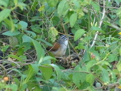 Pheugopedius genibarbis