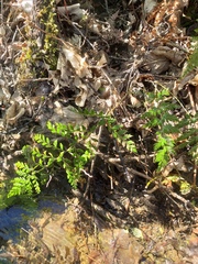 Polystichum vestitum
