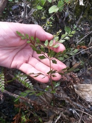 Polystichum vestitum