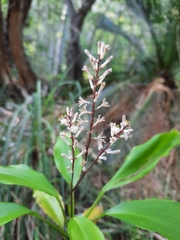 Cordyline murchisoniae