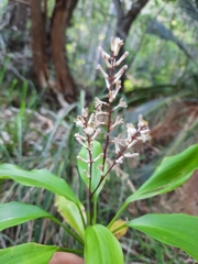 Cordyline murchisoniae