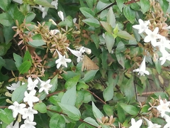 Parnara guttata
