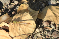 Erpetogomphus crotalinus