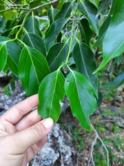 Psydrax lamprophylla