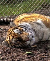 Panthera tigris altaica