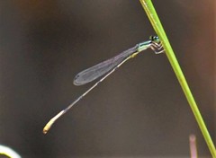 Leptobasis melinogaster