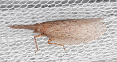 Rentinus dilatatus