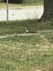 Sciurus carolinensis