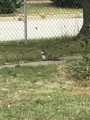 Sciurus carolinensis