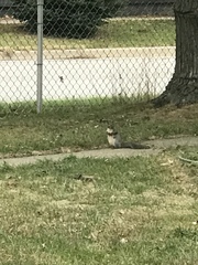 Sciurus carolinensis