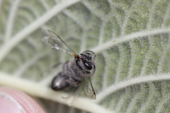 Colletes