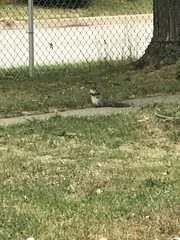 Sciurus carolinensis