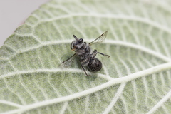 Colletes