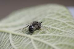 Colletes