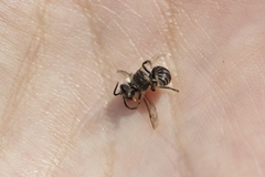 Colletes