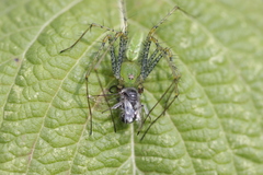 Colletes